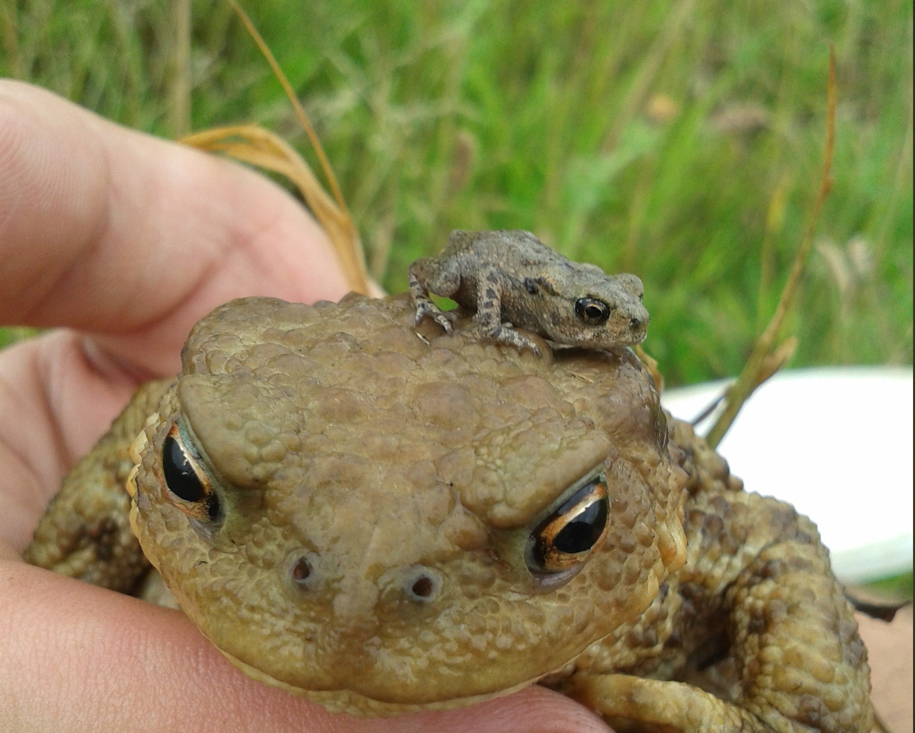 Froglife - Garden Wildlife Health