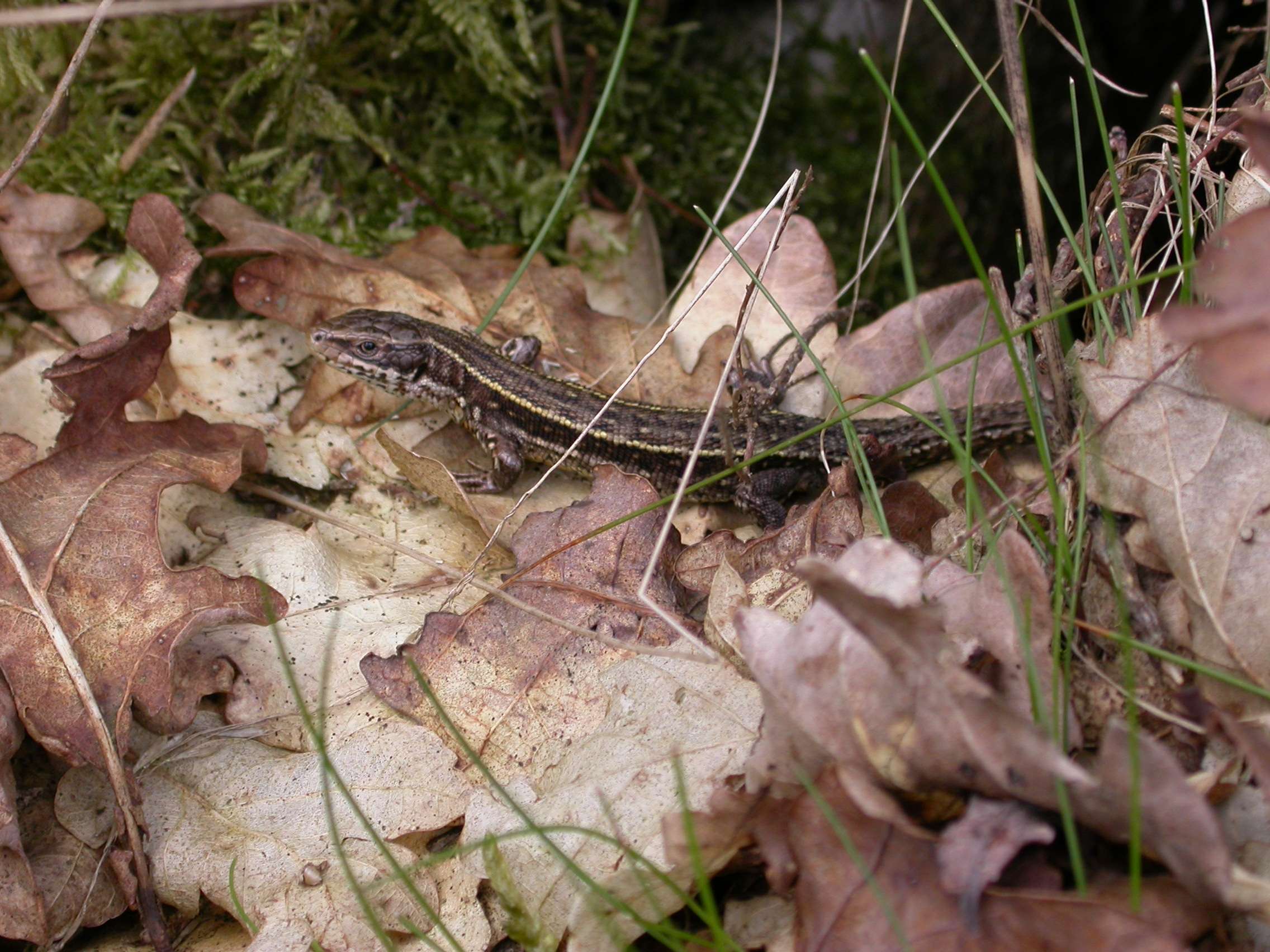 What to do - Garden Wildlife Health What to do - Garden Wildlife Health