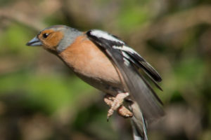 Finch leg lesions