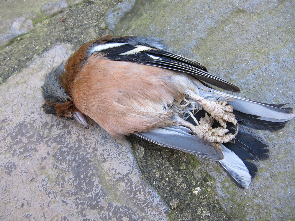 Papillomatosis bird. Verruca - Postere și Tablouri, Tablouri pe Pânză, Fototapete