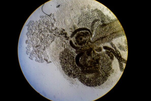 Figure 1. Crenosoma striatum adult and larvae collected from the lungs of a hedgehog during a post-mortem. (Photo credit Zoological Society of London.)