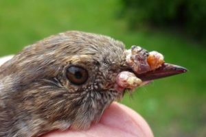 Growths on head