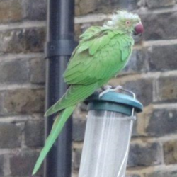Suspected PBFD in a ring necked parakeet in Greater London.