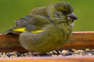 Fluffed up appearance, food stuck to beak