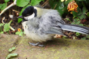 Fluffed up appearance