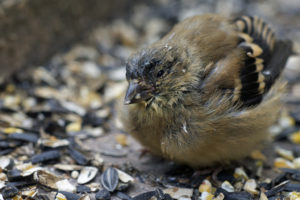 Fluffed up appearance