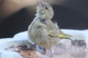 Gasping greenfinch