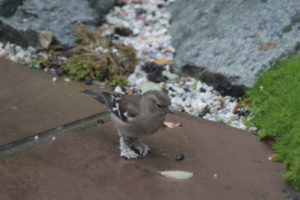 Finch leg lesions