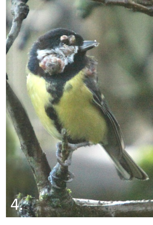 Avian Pox In Garden Birds Garden Wildlife Health