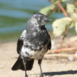 progressive_greying_jackdaw_by_richard_winston_(greenwich)