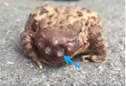 Toadfly Toad fly (Lucilia bufonivora)_Fig.1 - Garden Wildlife Health